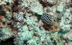 Velidhu - 2013_03_13 - IMG_0648rf_Nudibranche_Gemburuna east_Plongee